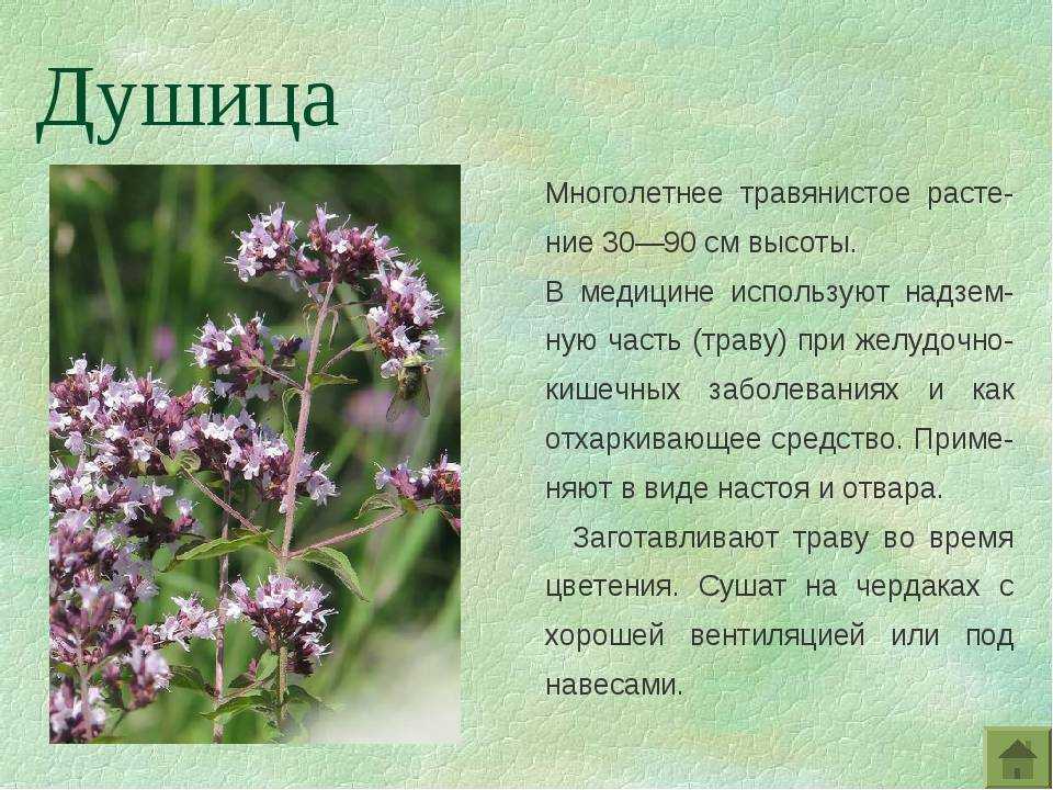Душица - полезные свойства и противопоказания для применения
