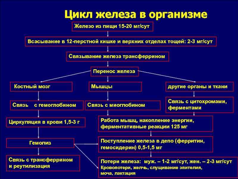 Анализ крови на гемоглобин