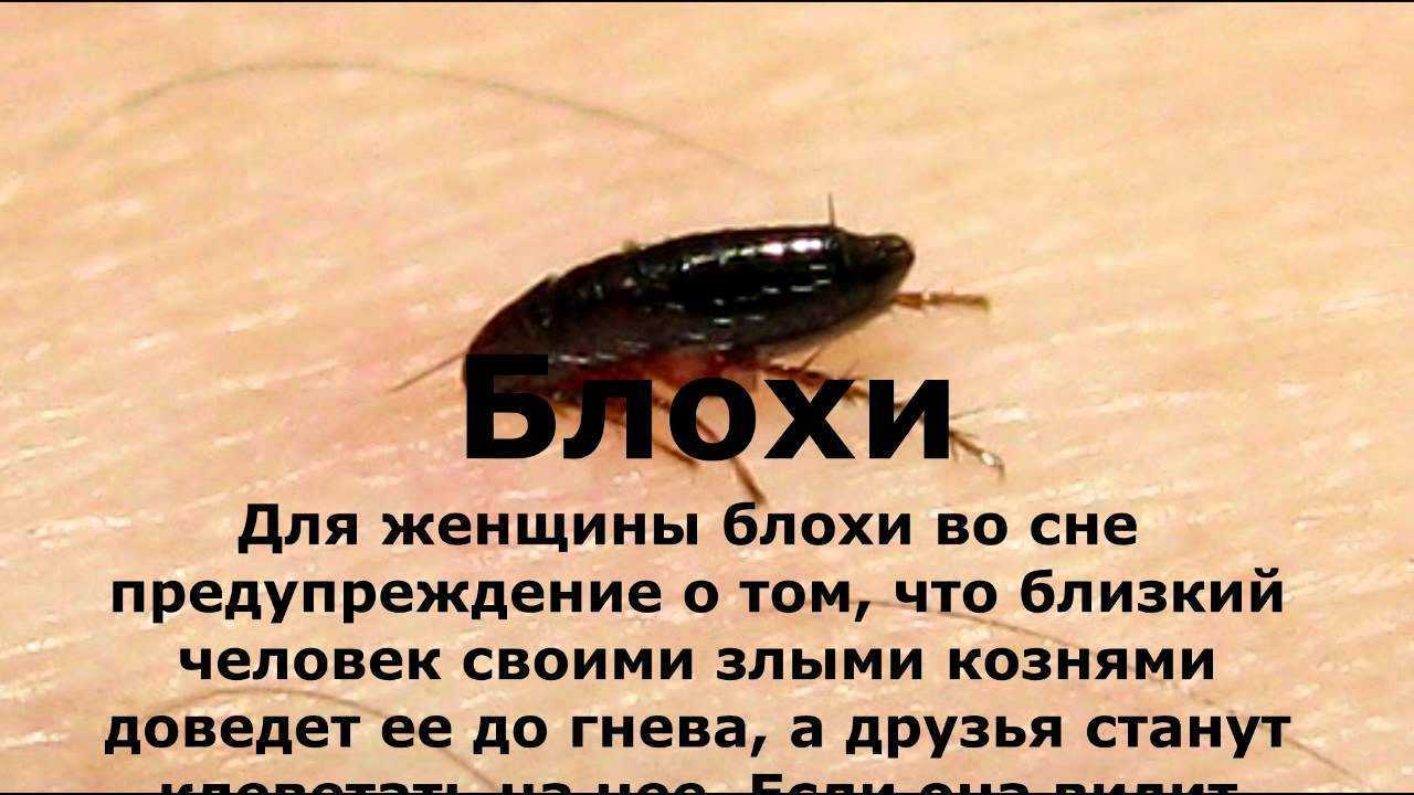 К чему снятся жуки?