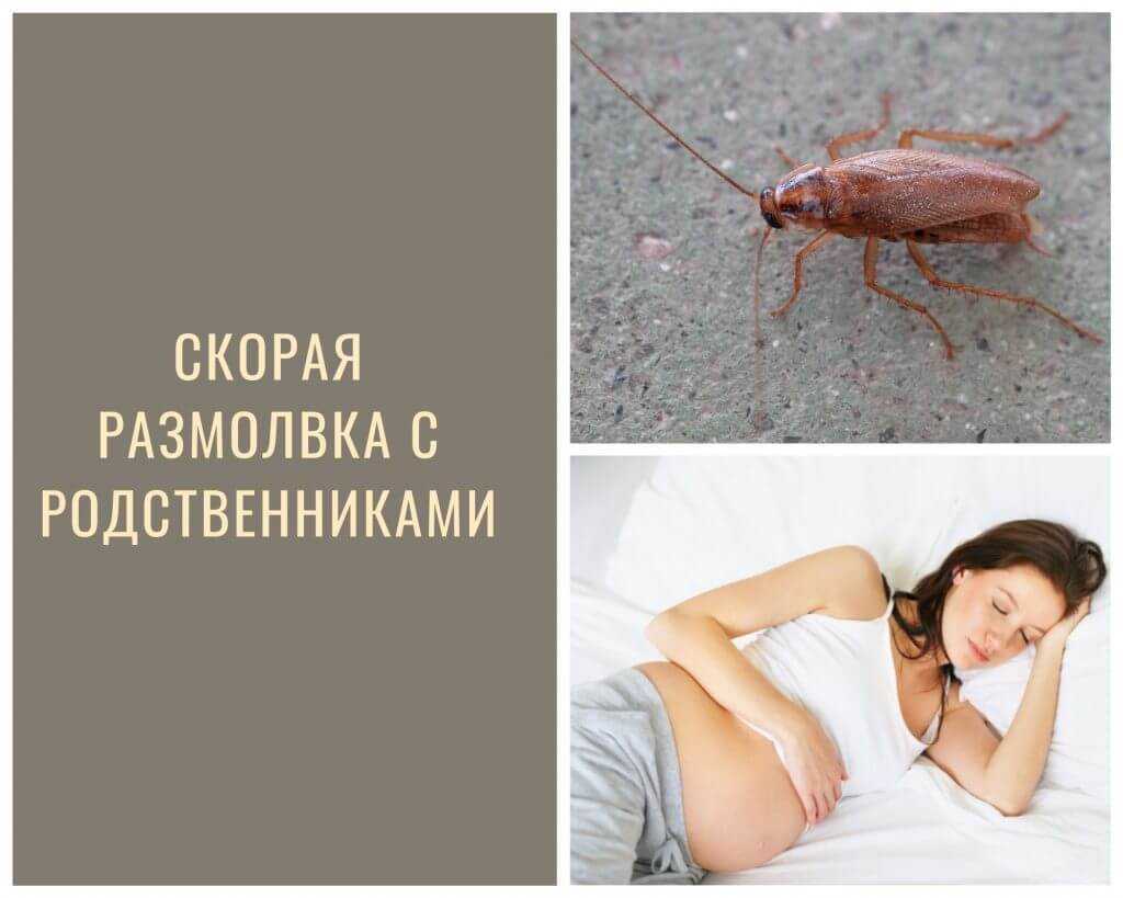 К чему снятся тараканы: большие, живые прусаки в доме, убивать тараканов во сне