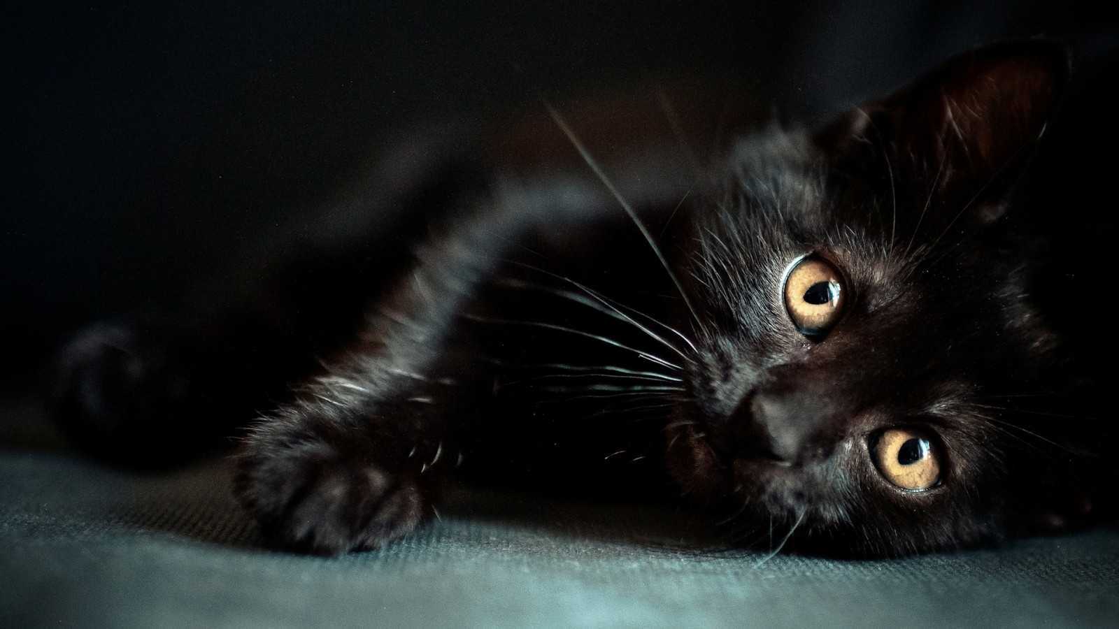 Что означает, если приснился черный котенок — значения сна по 35 сонникам