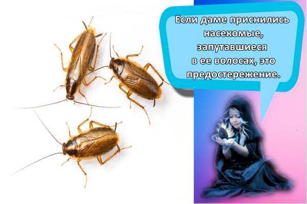 К чему снятся тараканы во сне женщине: которые бегают