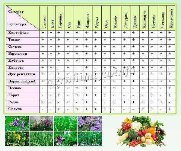 Схема посадки зелени на грядке