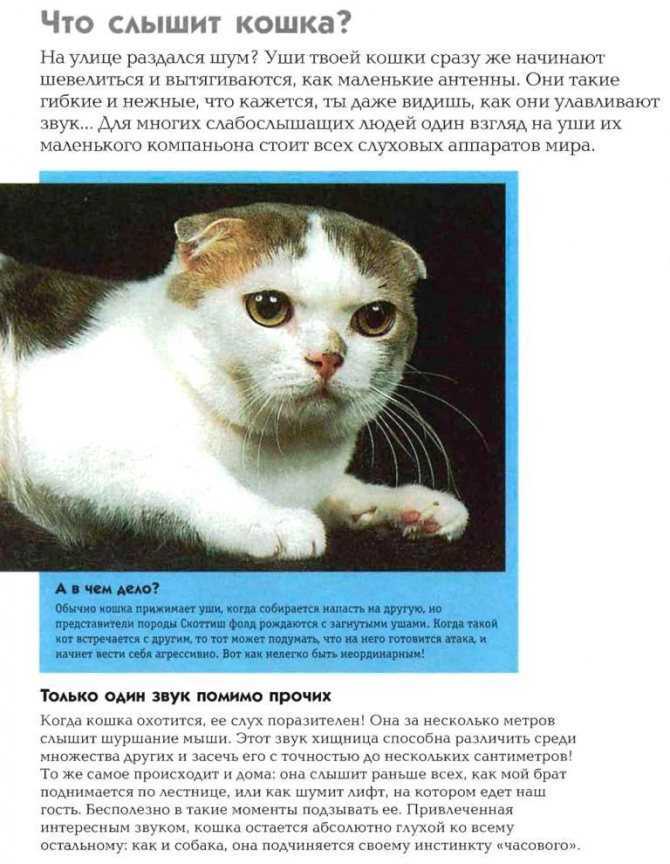 К чему снится черный кот? толкование по 49 сонникам