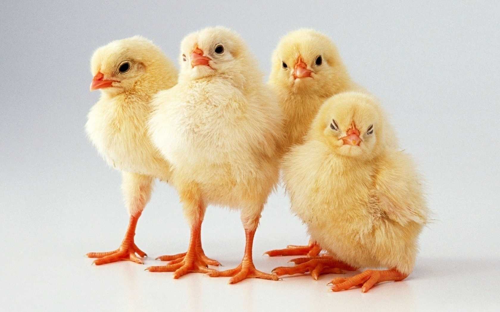 К чему снятся цыплята много маленьких на сайте сонник гуру