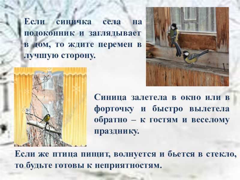 Как определить значение приснившегося с участием птиц, к чему и какие виды птиц могут сниться во сне