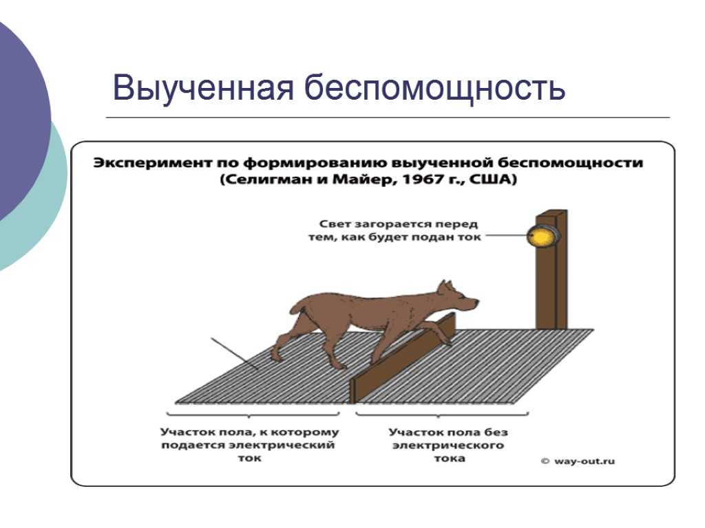 Выученная беспомощность картинка