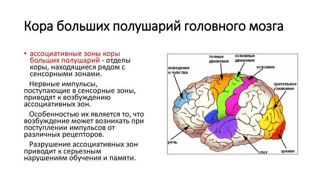 Кора головного мозга рисунок с подписями