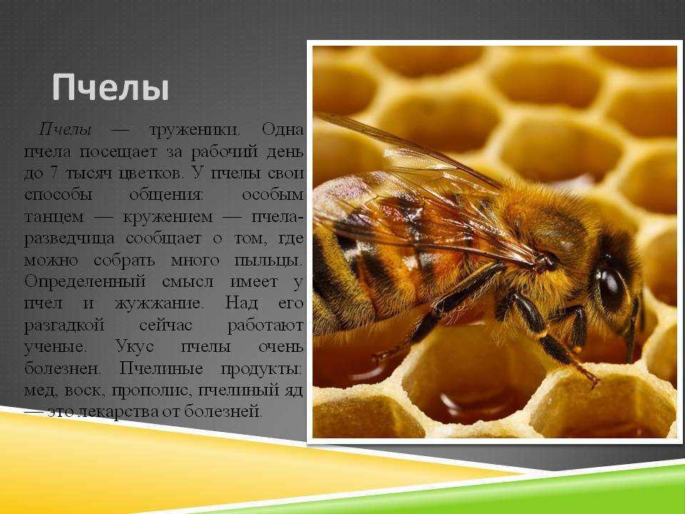 К чему снится пчела?
