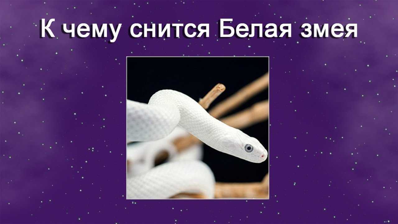 К чему снятся змеи, много рептилий в доме: общие толкования, значение снов для мужчин и женщин