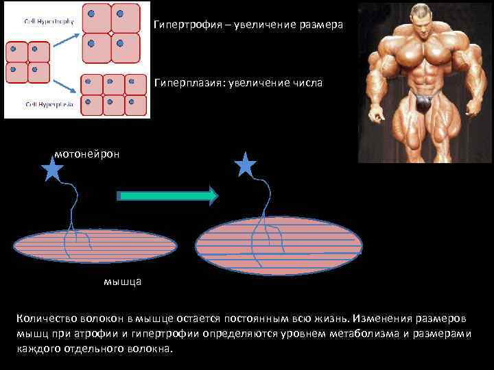 Использование специальных методов тренировки, вызывающих максимальную гипертрофию мышц | fpa