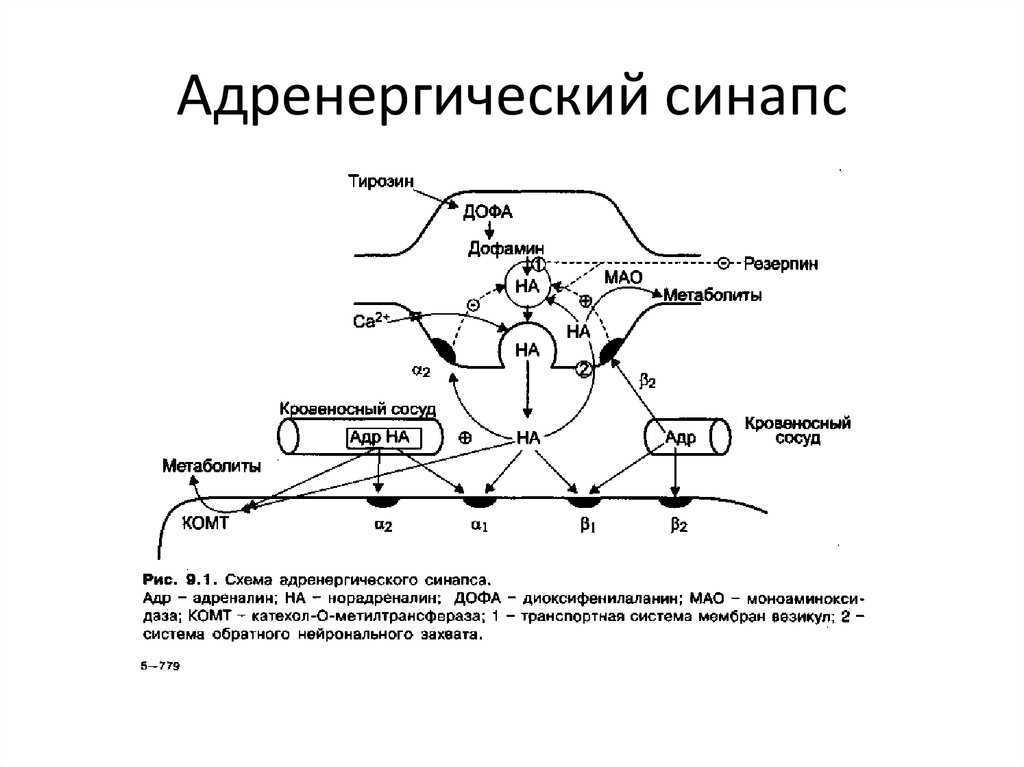Что такое синапс и синаптическая щель