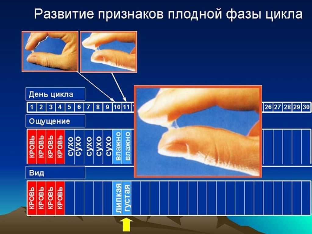 Тест на овуляцию. как определить овуляцию - 7 методов