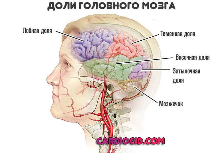 Мозг находится в голове. Доли головного мозга височная лобная. Лобные и височные доли.