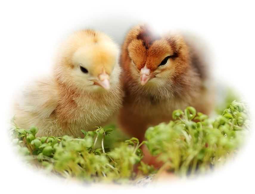 К чему снятся цыплята: много маленьких с квочкой, птенцы кур и утята, желтые и черные, живые и дохлые, вылупившиеся из яиц и мертвые, толкование для женщин и мужчин