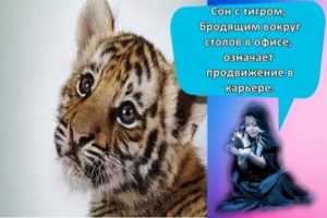 К чему снятся тигры: зверь в клетке и на свободе, значение сна для женщины