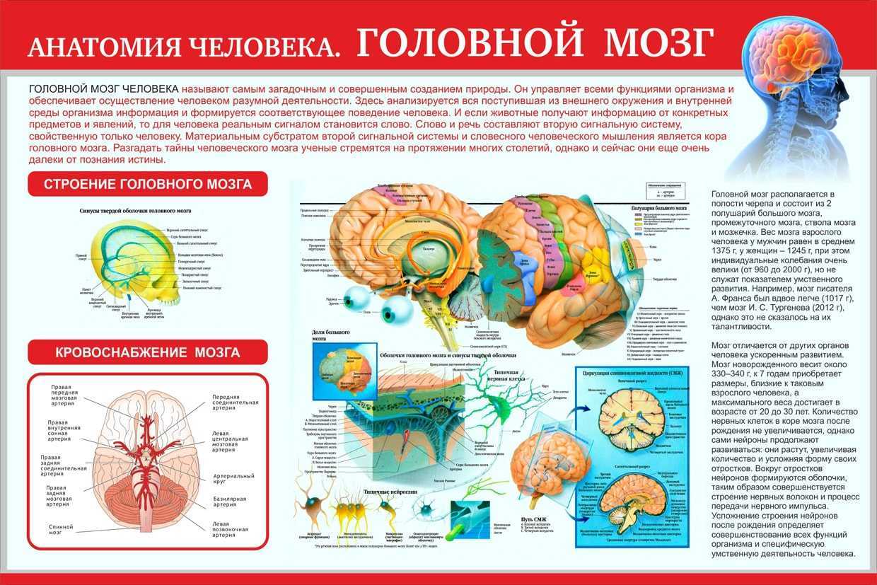 Гипофиз в организме человека