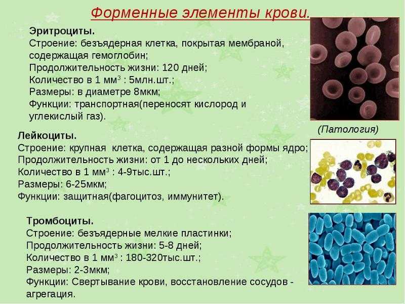 Тело человека. куда девается воздух, который мы вдохнули? - северодвинская городская поликлиника «ягры»