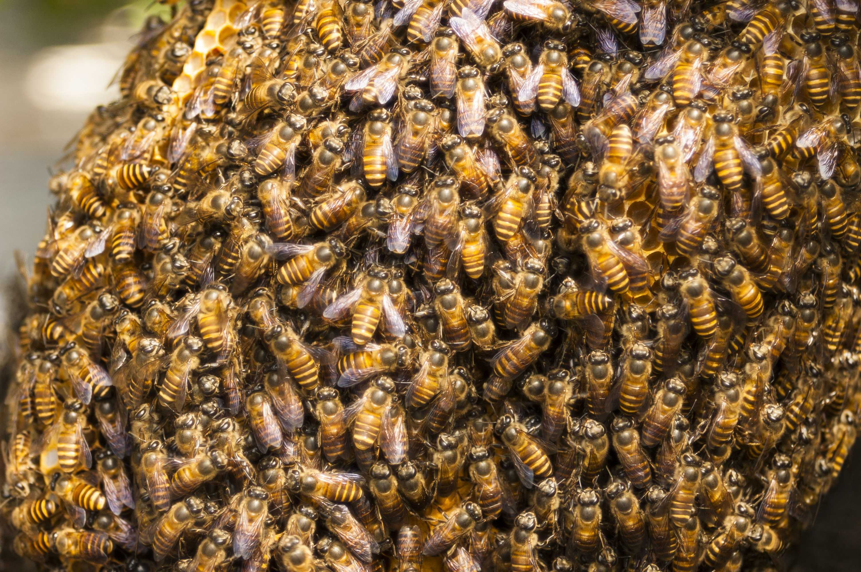 Роевые пчелы. Рой шершней. Бурзянская пчела Рой. Пчелы в улье. Много пчел.
