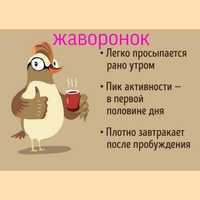 Жаворонки, совы и голуби: особенности хронотипов