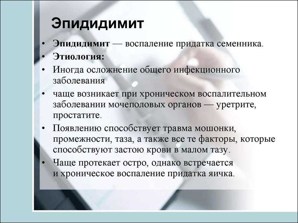 Придатки яичка - эпидидимис