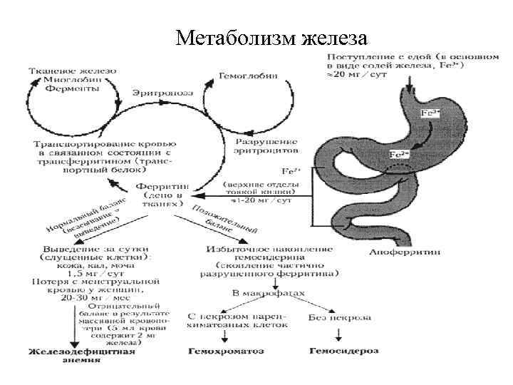 Схема обмена железа