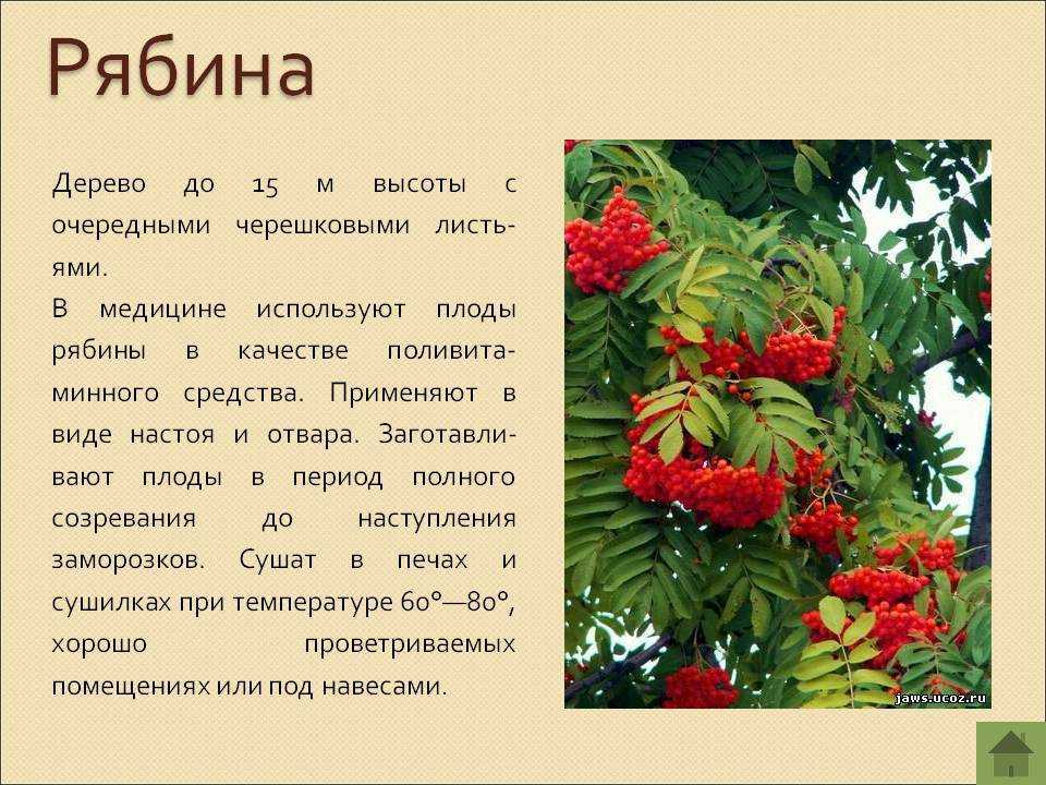 Сны раскольникова и их значение