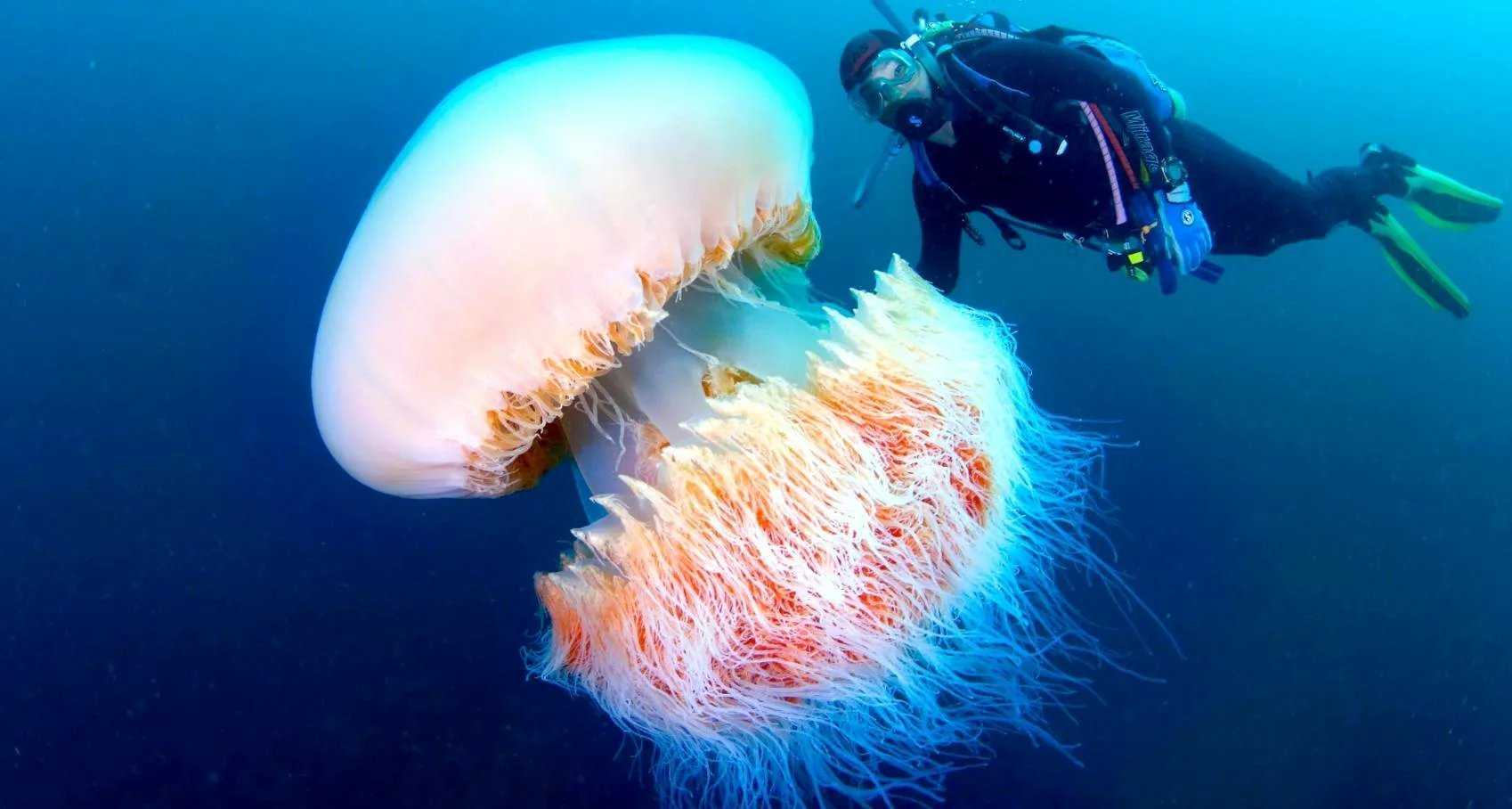 К чему снится медуза ?