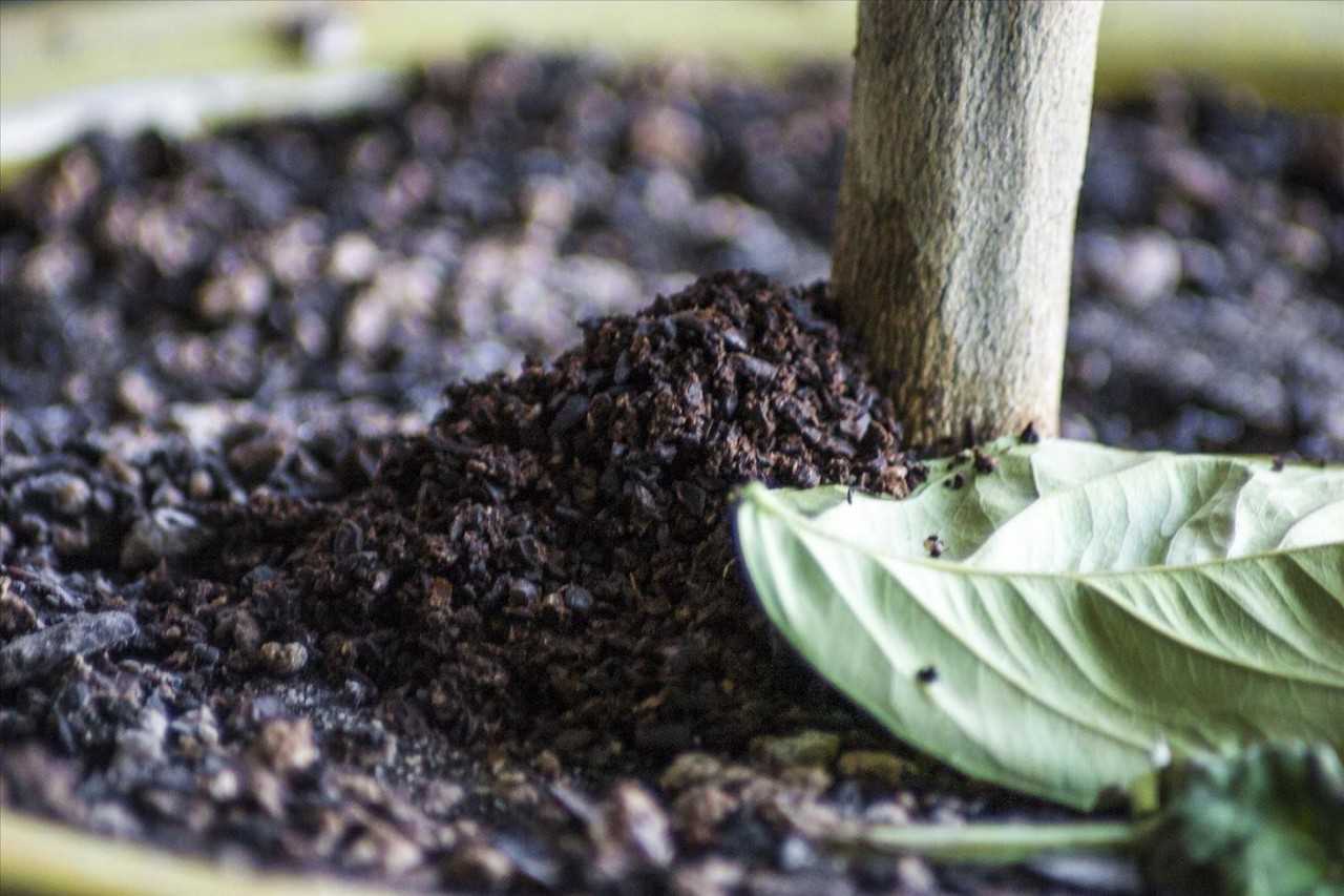 Чайная заварка как удобрение на даче и огороде: как использовать спитой чай