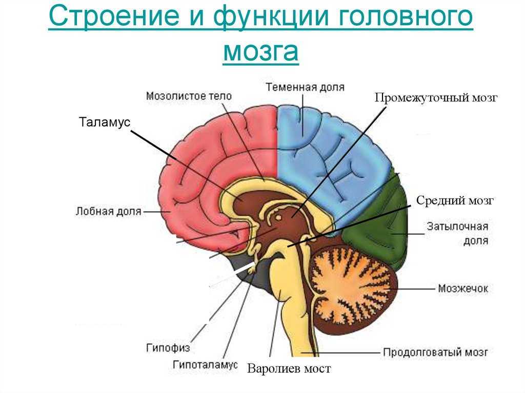 Отдел стр. Схема внутреннего строения головного мозга. Структура отделов головного мозга схема. Макроскопическое строение головного мозга. Структурный блок мозга структурно функциональная модель мозга.