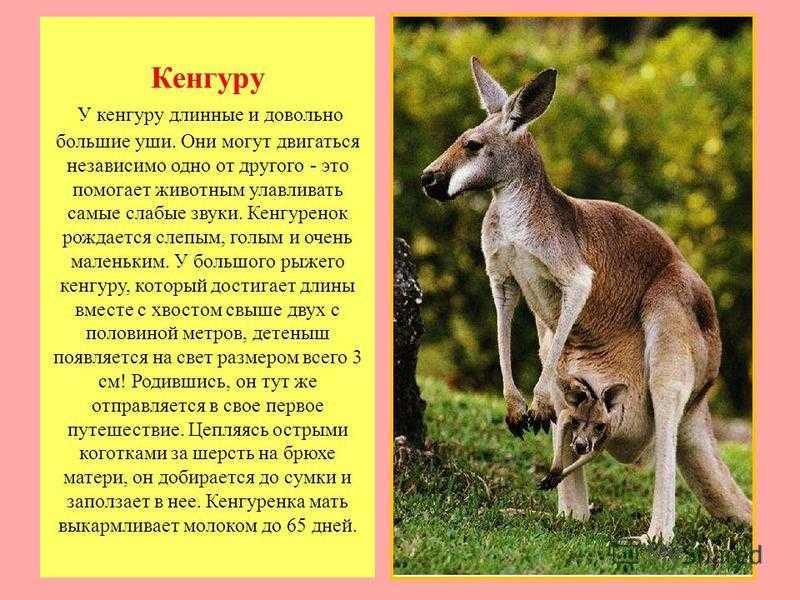 Сонник кенгуру: к чему снится и что означает сон?