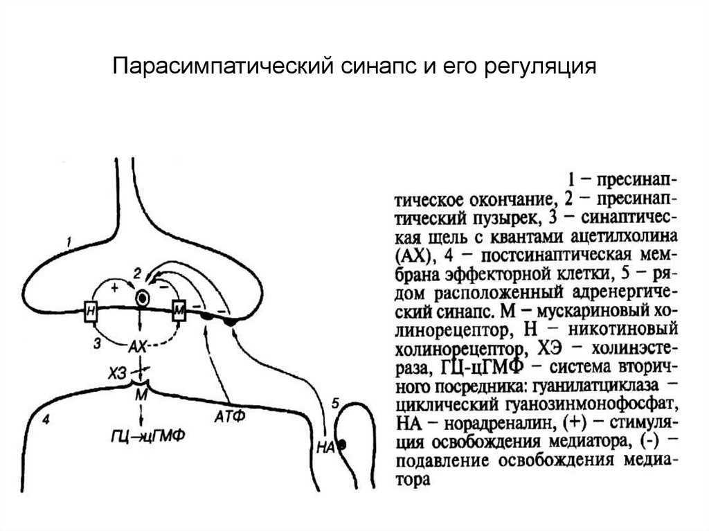 Как синапс влияет на конечный результат работы. Холинергический синапс физиология. Строение синапса парасимпатической нервной системы. Синапс нормальная физиология. Синапс вегетативной нервной системы физиология.