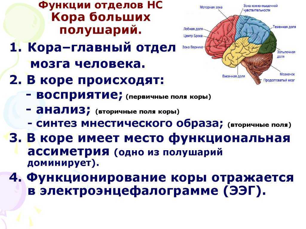 Общий план строения коры больших полушарий головного мозга