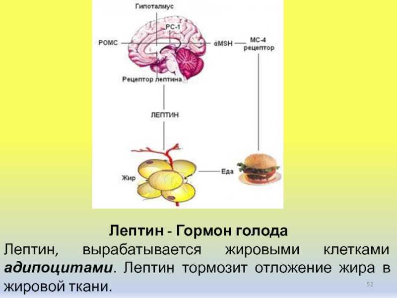 Выделяет гормоны регулирующие обмен веществ. Лептин и жировая ткань. Гормоны жировой ткани. Лептин гормон. Лептин синтезируется в.