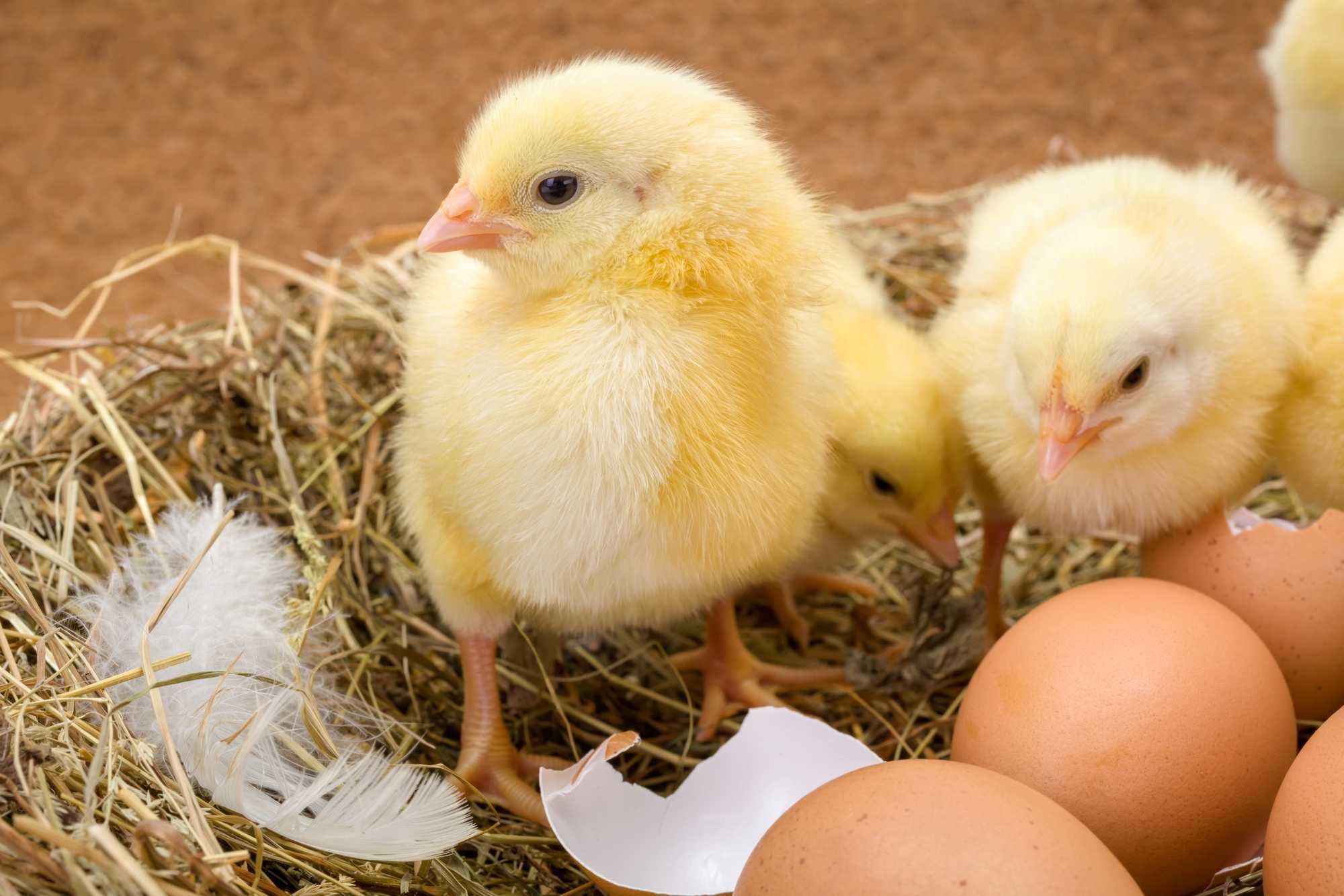 К чему снятся цыплята маленькие, желтые – сонник энигма