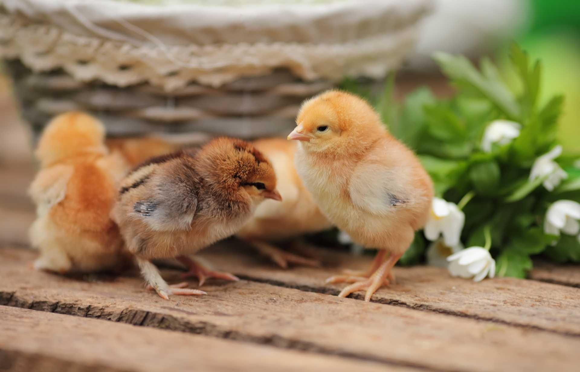 К чему снится много маленьких желтых цыплят: значение сна для женщины, толкование по сонникам