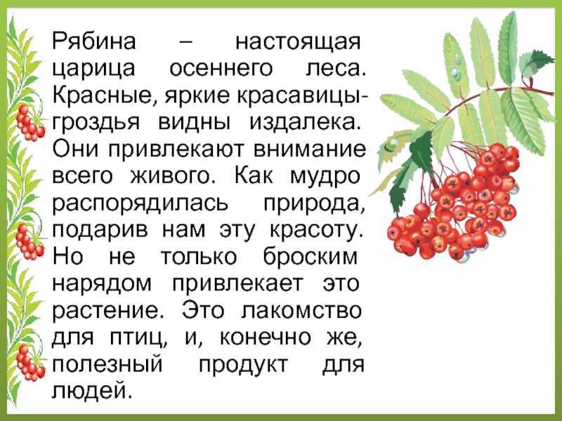 Зацветет рябина кончится весна а когда рябина покраснеет кончится лето схема