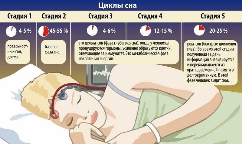 Почему при засыпании человек дергается. Циклы сна. Цикл ночного сна. Фазы и циклы сна. Стадии и циклы сна.