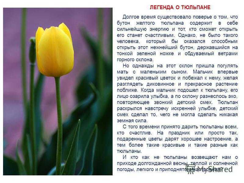 К чему снятся тюльпаны по сонникам фрейда и миллера