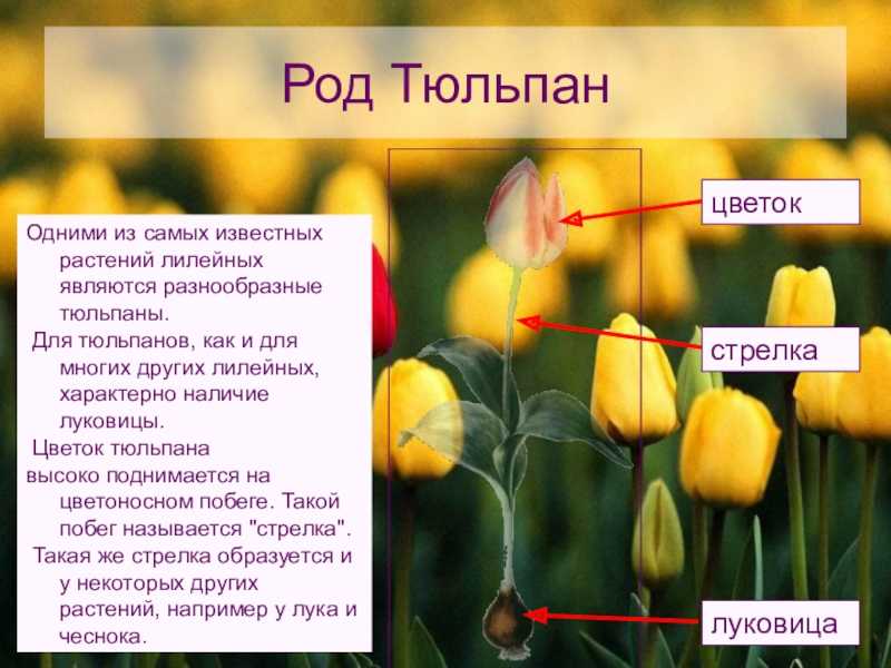 Образец голоса в желтом тюльпане