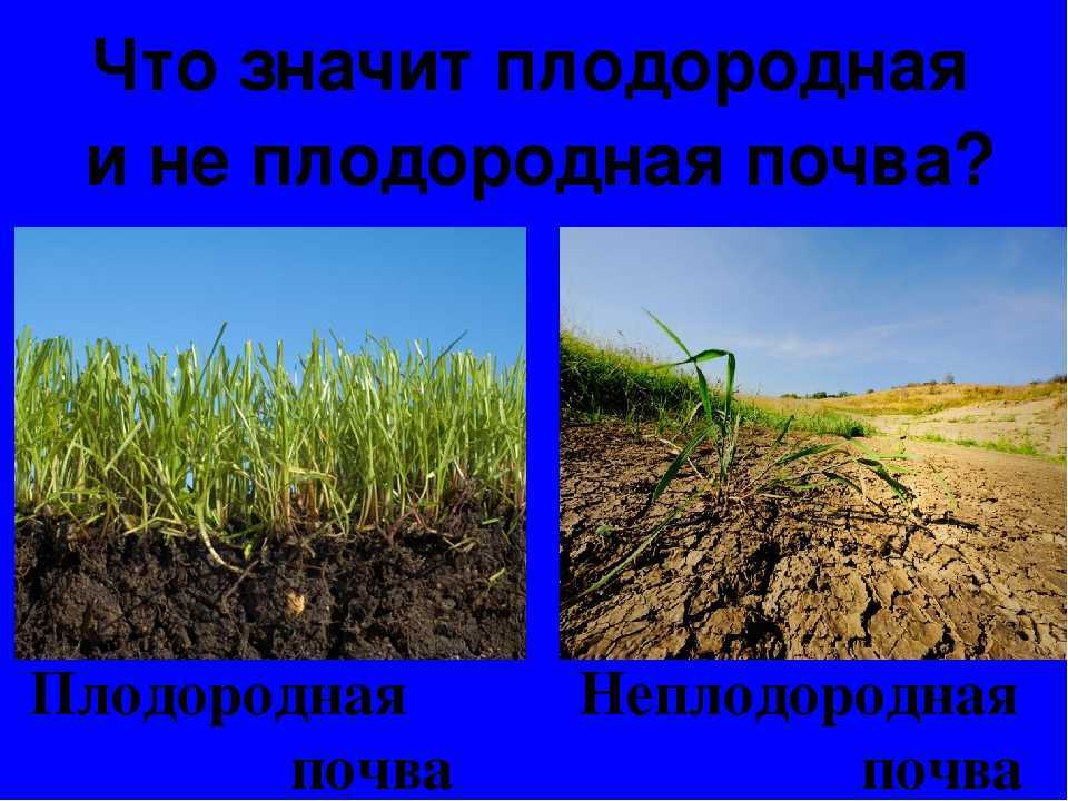 Что влияет на плодородие почвы