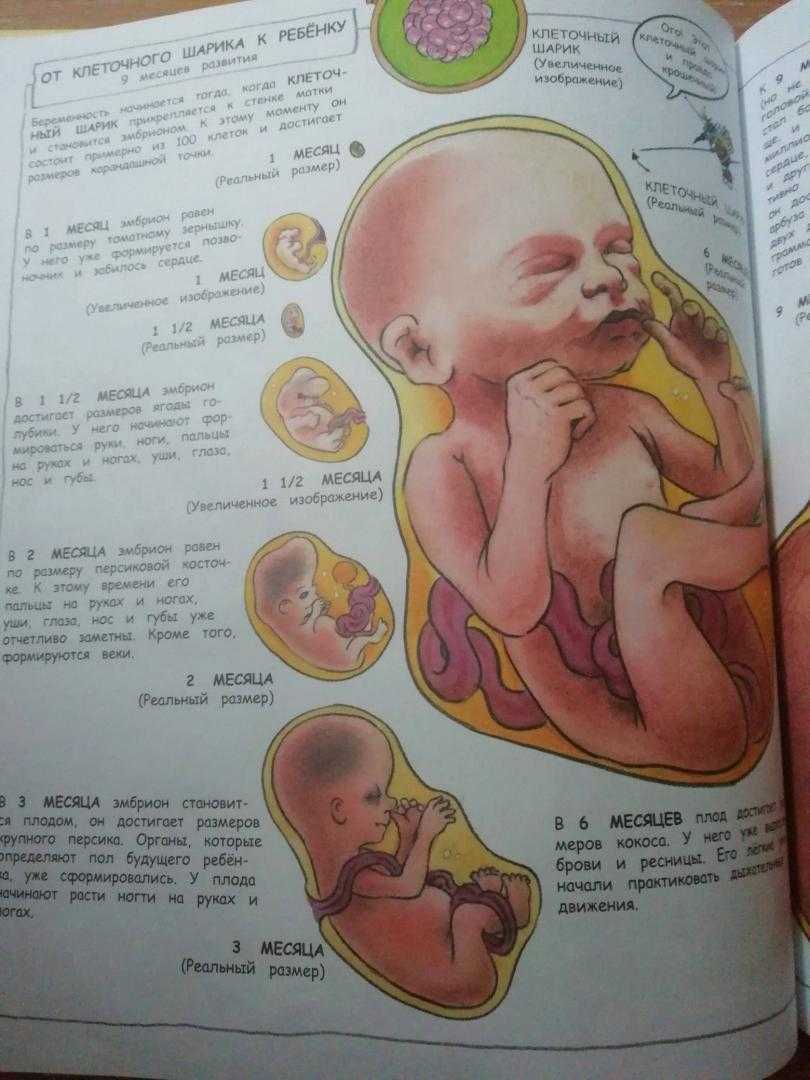 «иди спроси у папы». объсняем ребёнку, откуда берутся дети