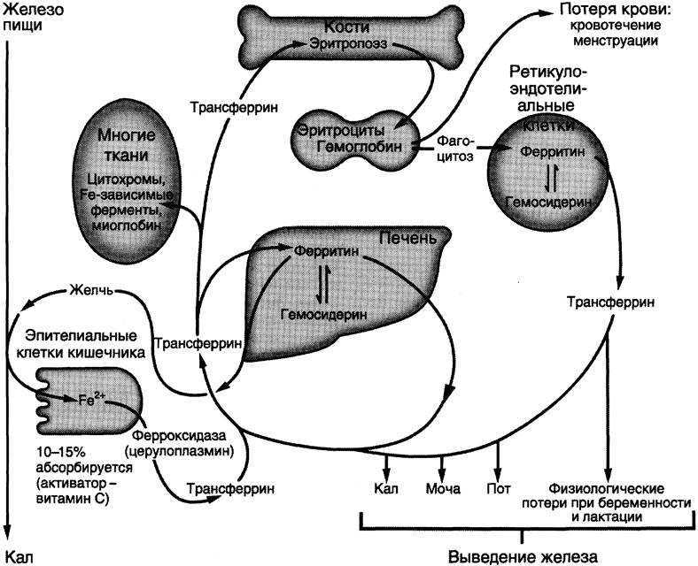 Схема метаболизма железа в организме