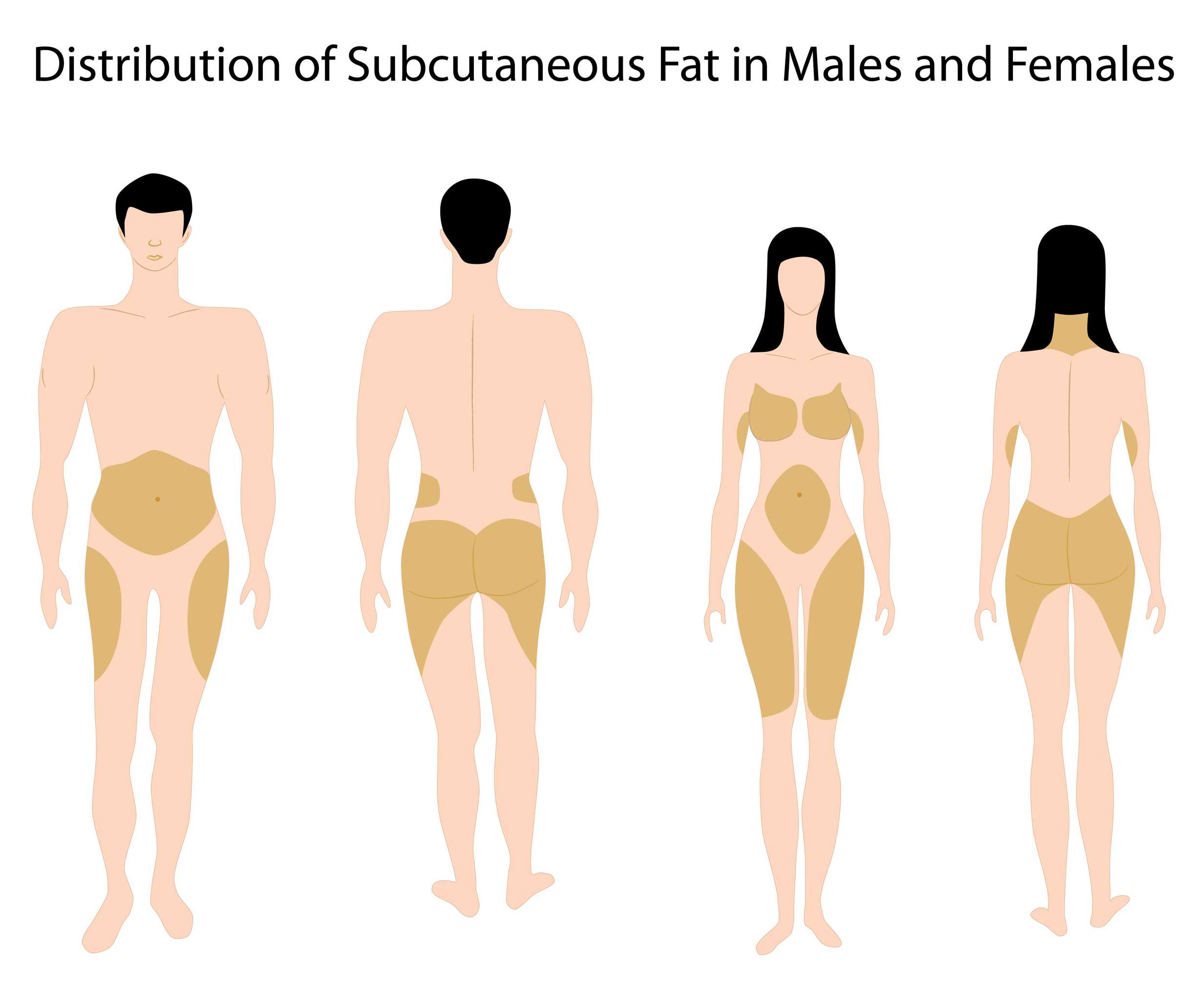 Чем отличаются мужские ноги от женских. Распределение жира на теле. Отложение жира у мужчин и женщин. Распределение жира по женскому типу. Места отложения жира у женщин.