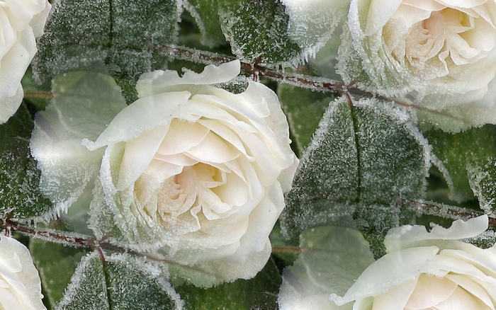 Как расшифровать сон о белых розах — 43 значения