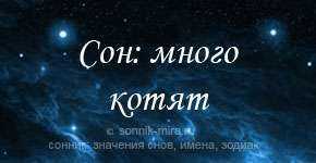 Сонник снятся много котят. Сонник котята во сне для женщины. Сонник к чему снятся маленькие котята. Котята во сне для женщины к чему снится. К чему снятся много котят во сне женщине.