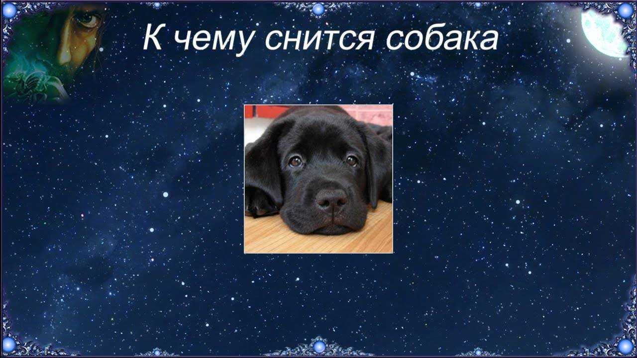 Черная собака во сне к чему снится. Приснилась собака к чему. Что означает собака во сне. К чему снится собака во сне. Соник приснилось собаки.