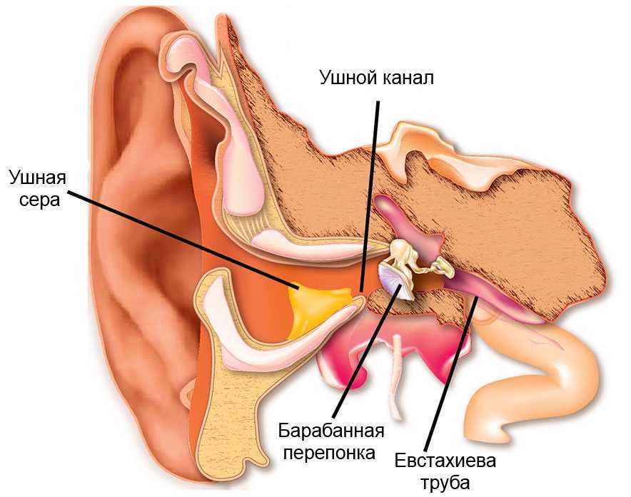 Откуда берется сера в ушах: как образуется и зачем нужна сухая, от чего течет жидкая, причины появления
