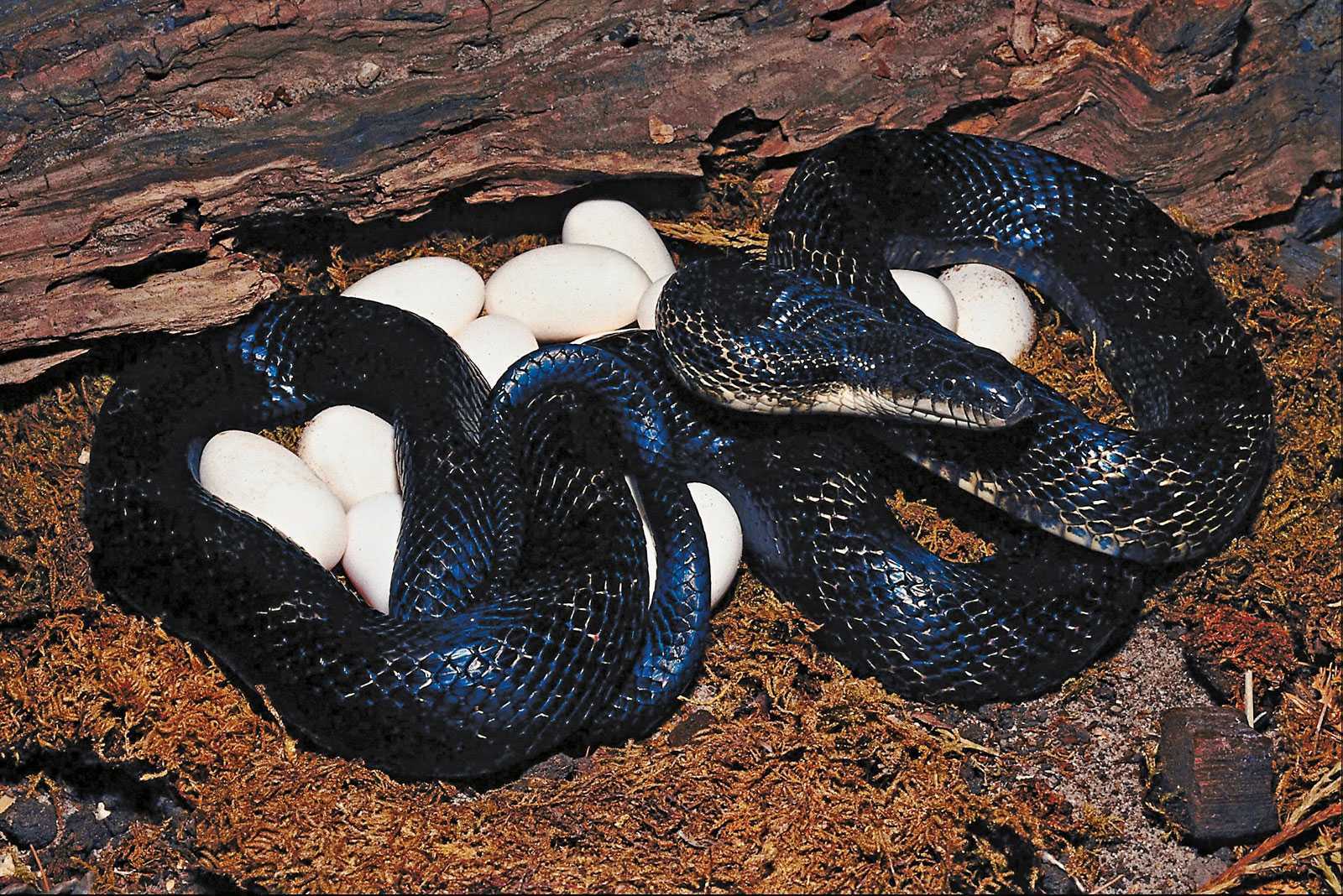 Какие яйца змей. Гадюка Никольского (Vipera nikolskii). Яйцеживорождение гадюка. Гадюка обыкновенная гнездо. Живородящие змеи гадюки.