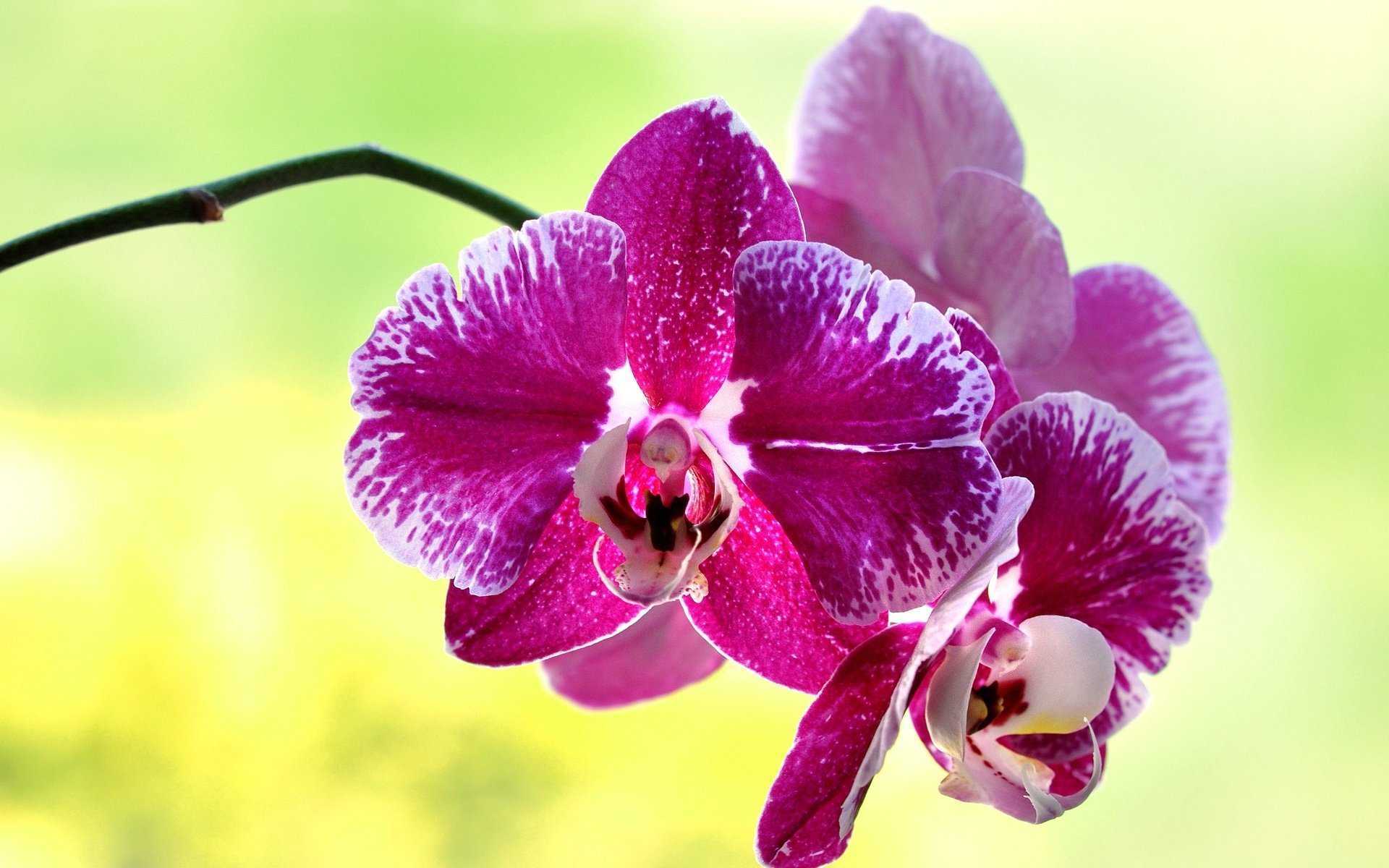 Сонник белая орхидея